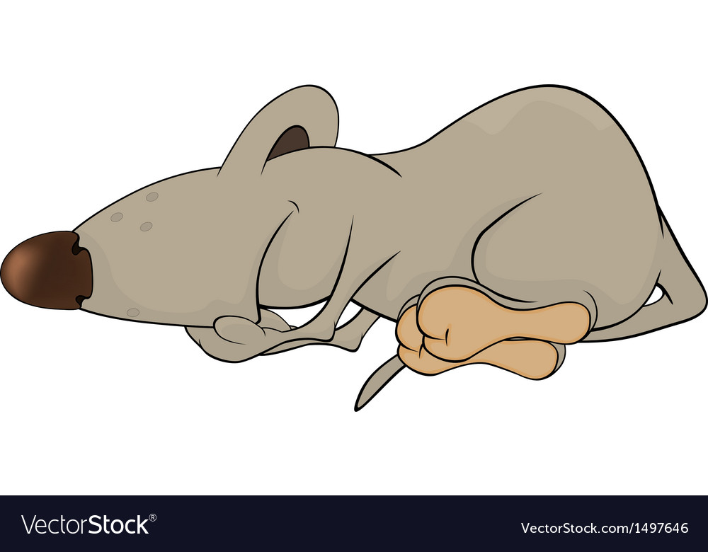 Sleeping rats