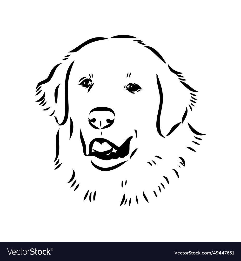 Akbash dog hand drawing isolated on white Vector Image