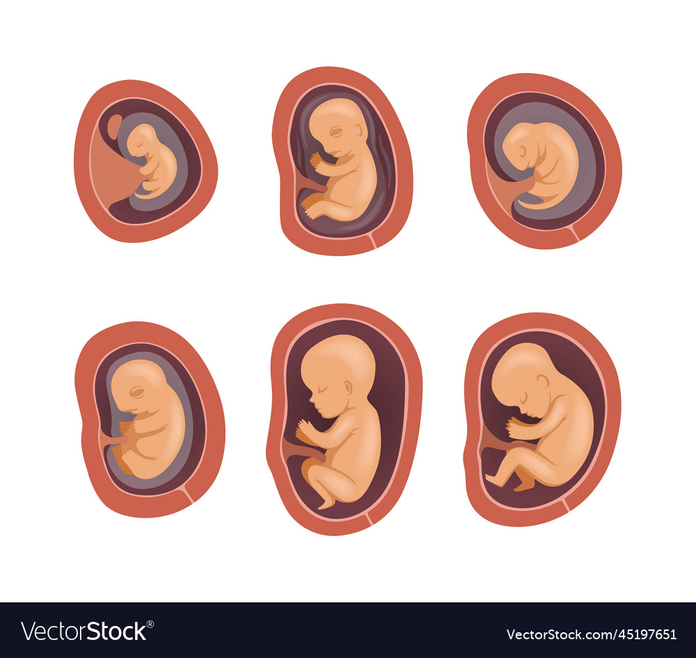 Process of fetal development or embryological