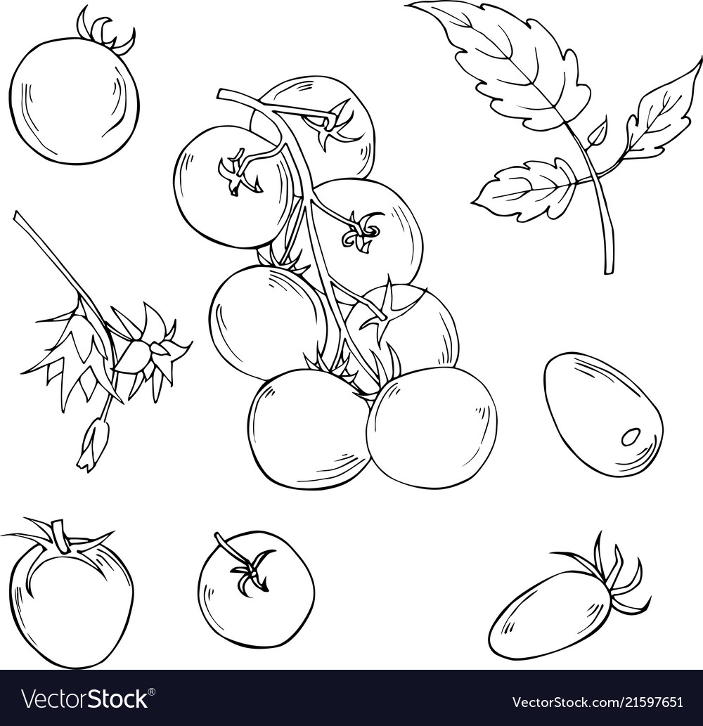 Set of hand drawn tomatoes