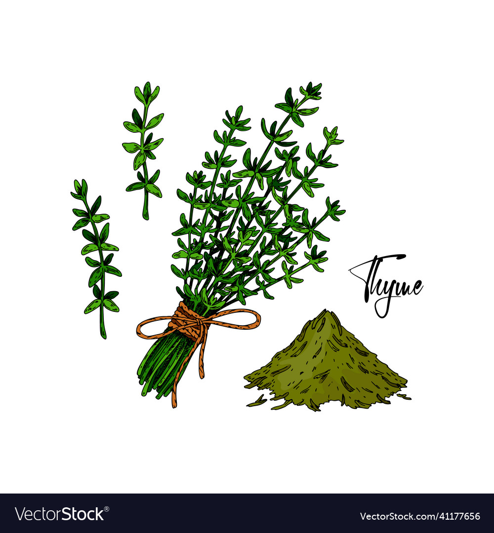 Set of hand drawn thyme branches in bloom