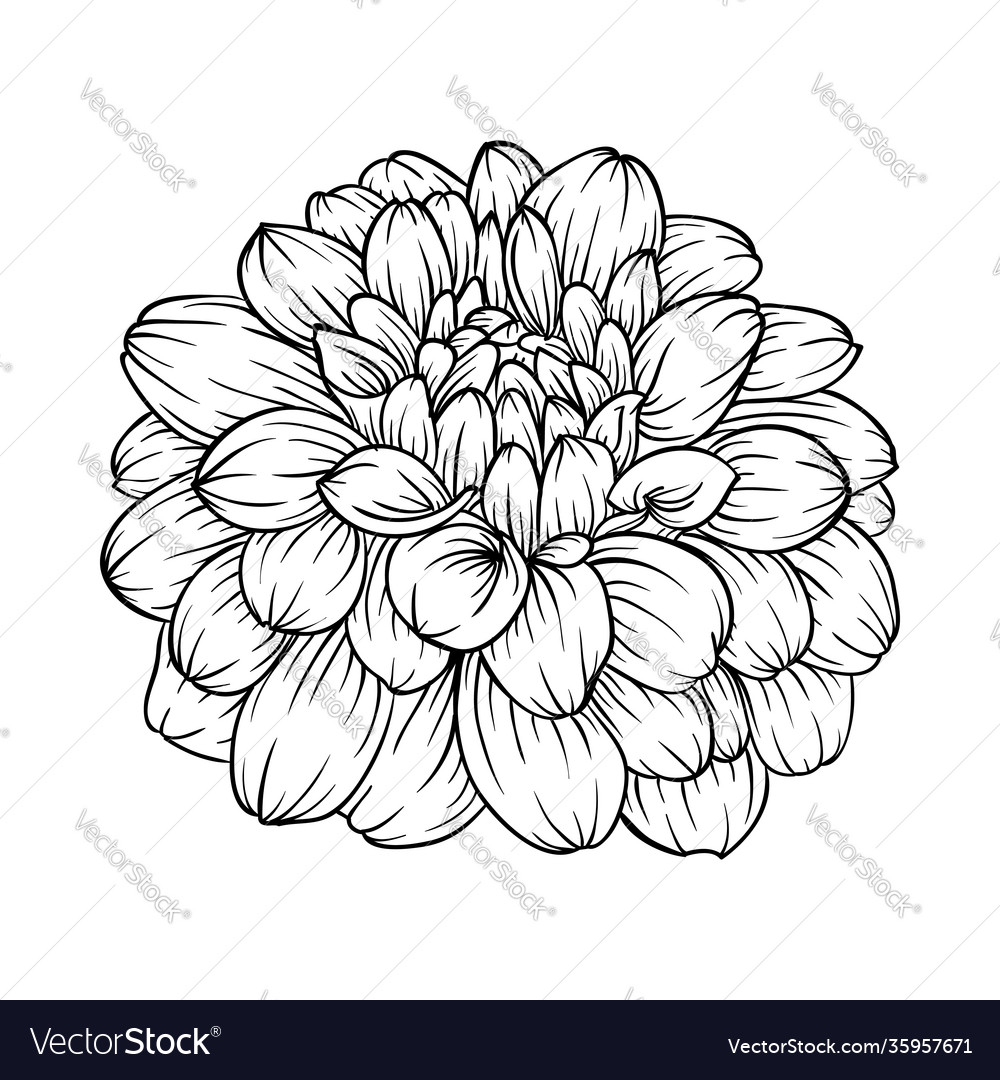 Black and white dahlia flower isolated