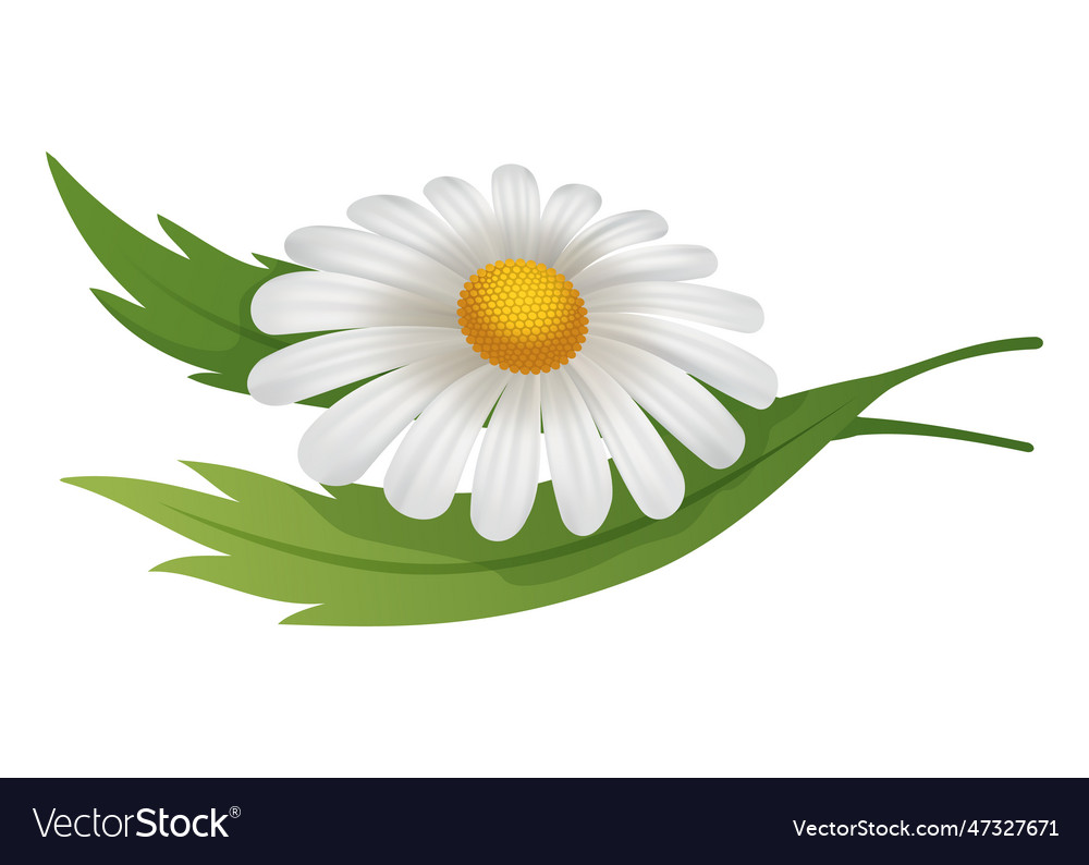 chamomile blume botanisch von daisy