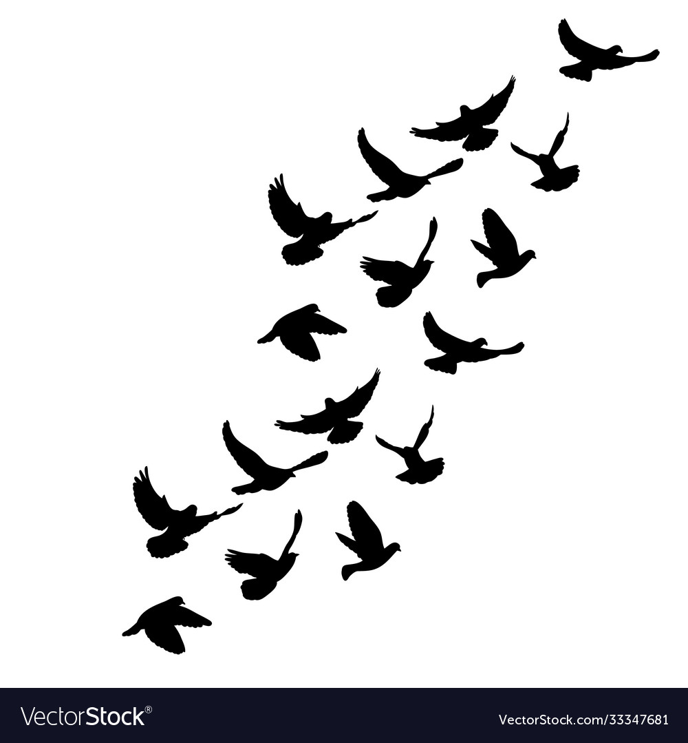 Flying flock doves silhouette Royalty Free Vector Image