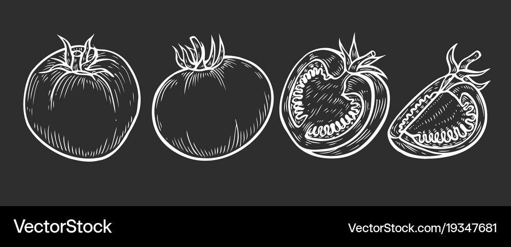 Tomato slice set Royalty Free Vector Image - VectorStock