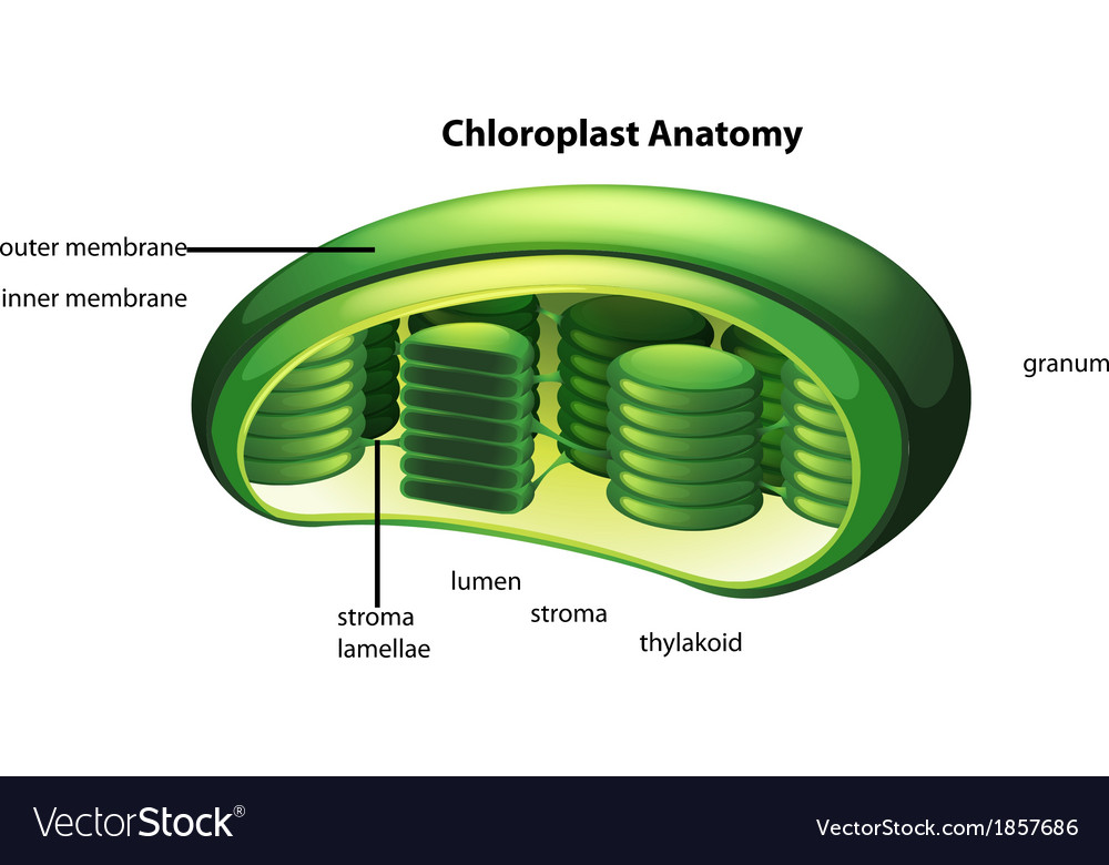 Chloroplast Structure