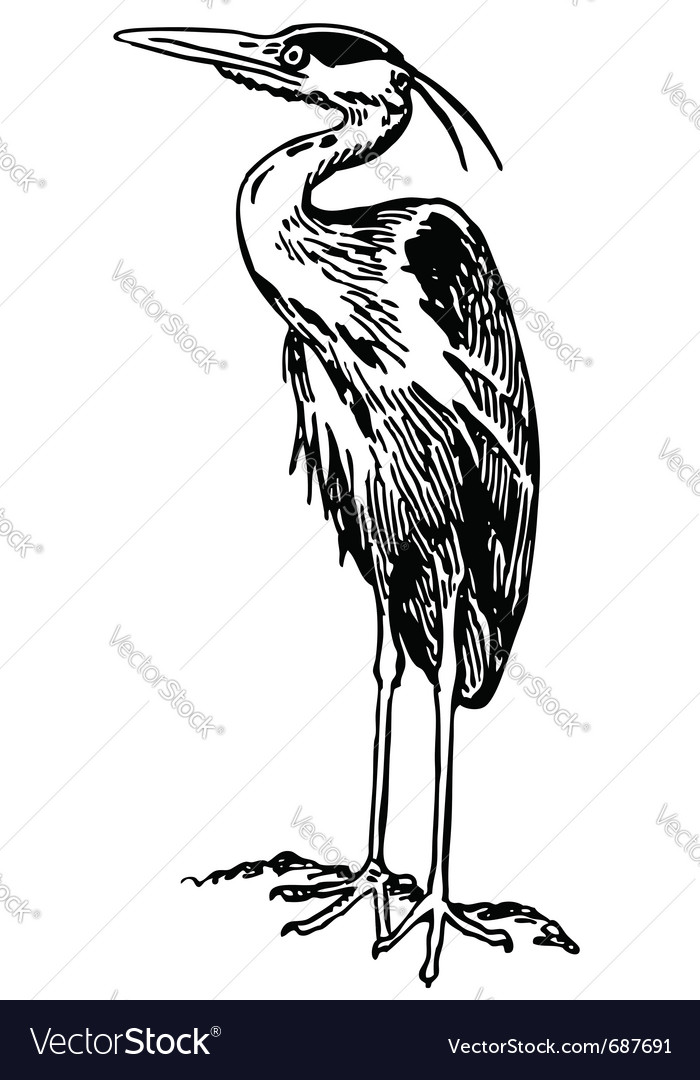 Bird grey heron Royalty Free Vector Image - VectorStock