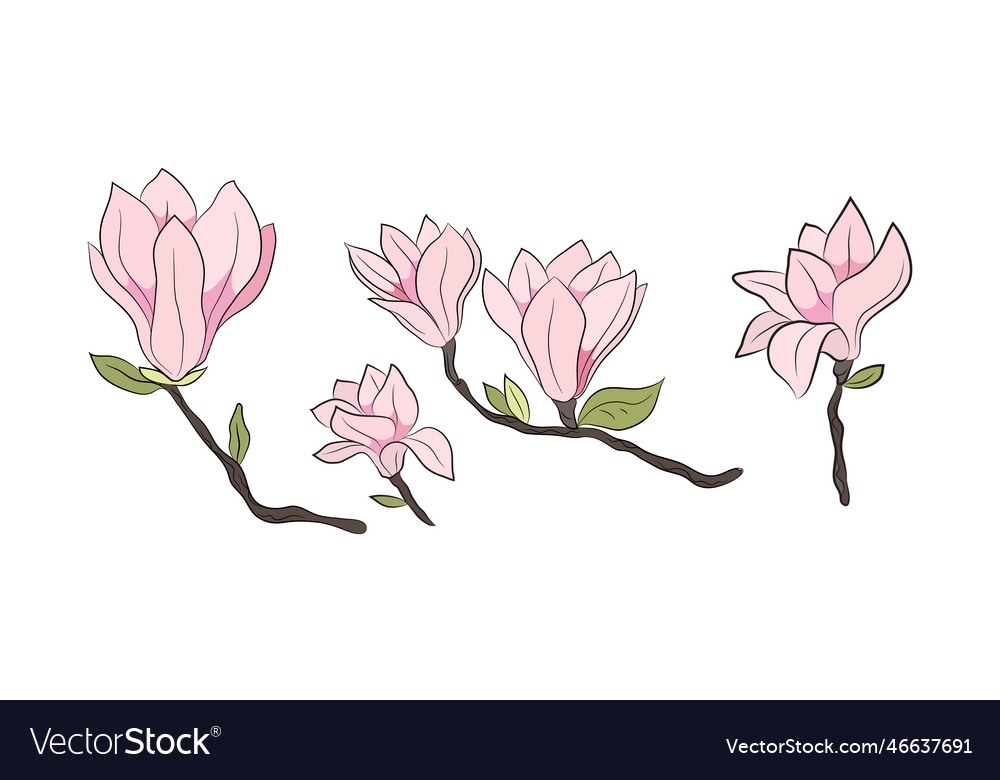 Magnolia 5 flowers set drawn by lines with color Vector Image