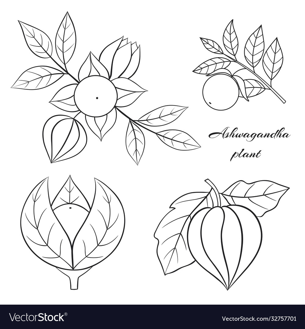 Ashwagandha plant 2-04