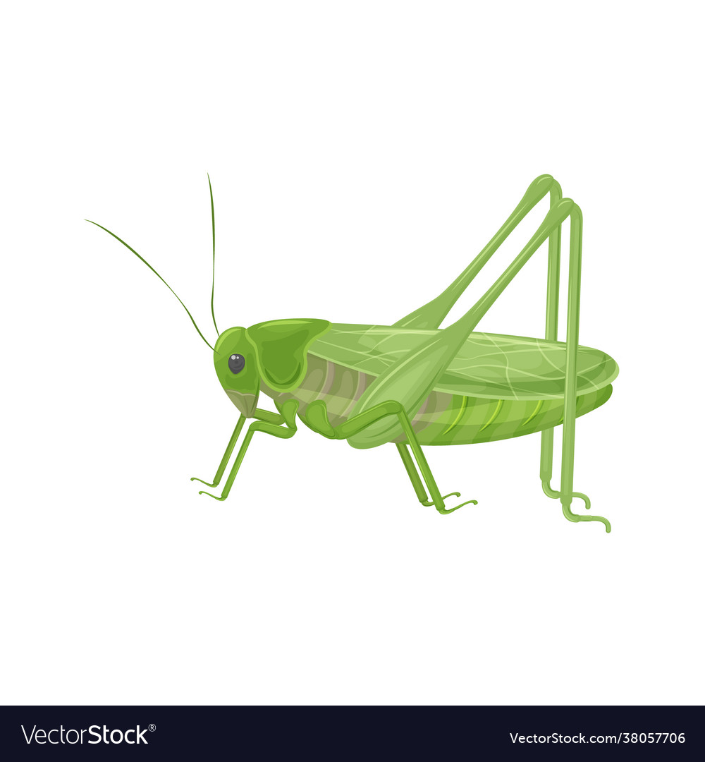 Green grasshopper in realistic style locust Vector Image