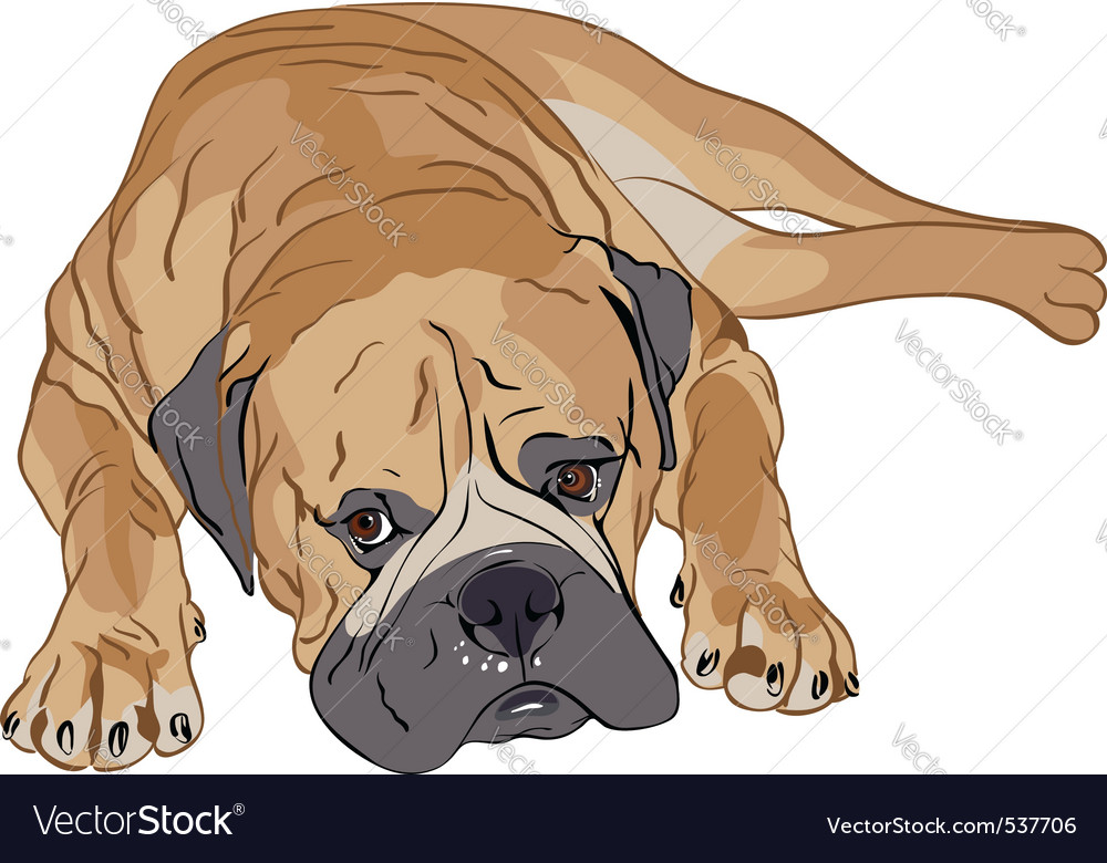 Purebred bullmastiff sales