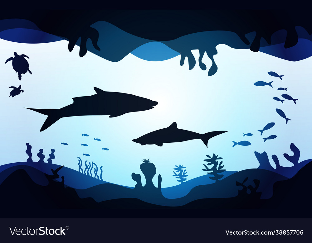 Wildlife shark fish sea ocean underwater aquatic