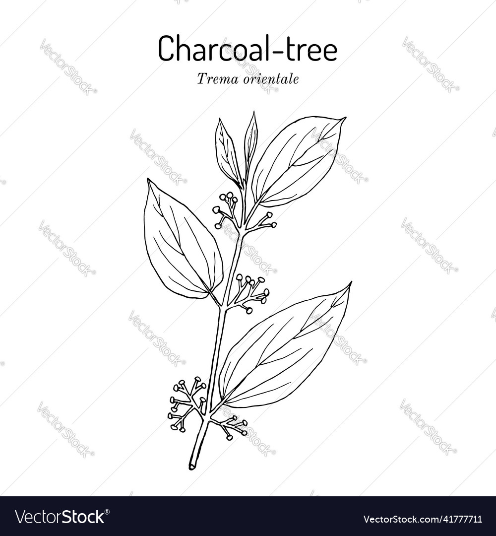 Indian charcoal-tree or pigeon wood trema Vector Image