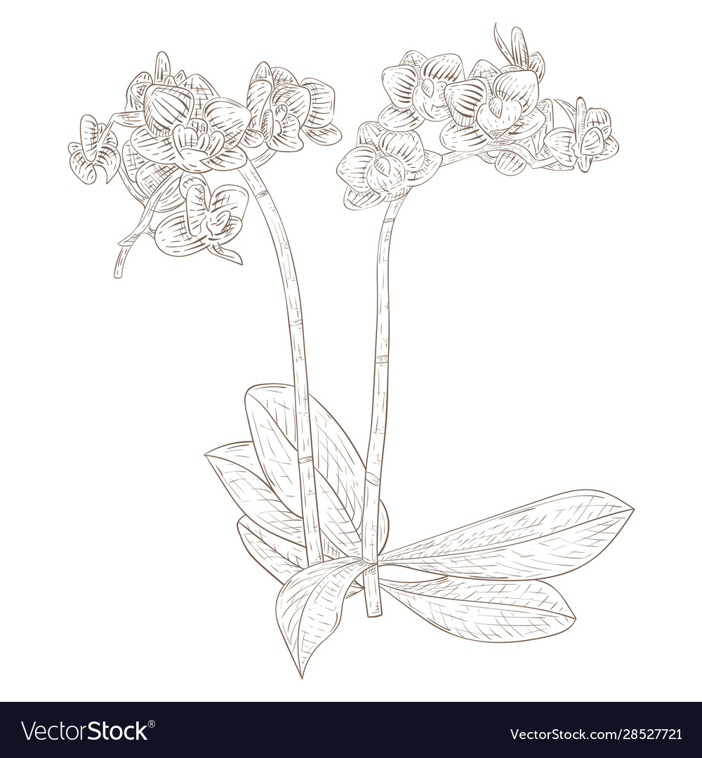 Phalaenopsis Orchid Hand Drawn Sketch Royalty Free Vector