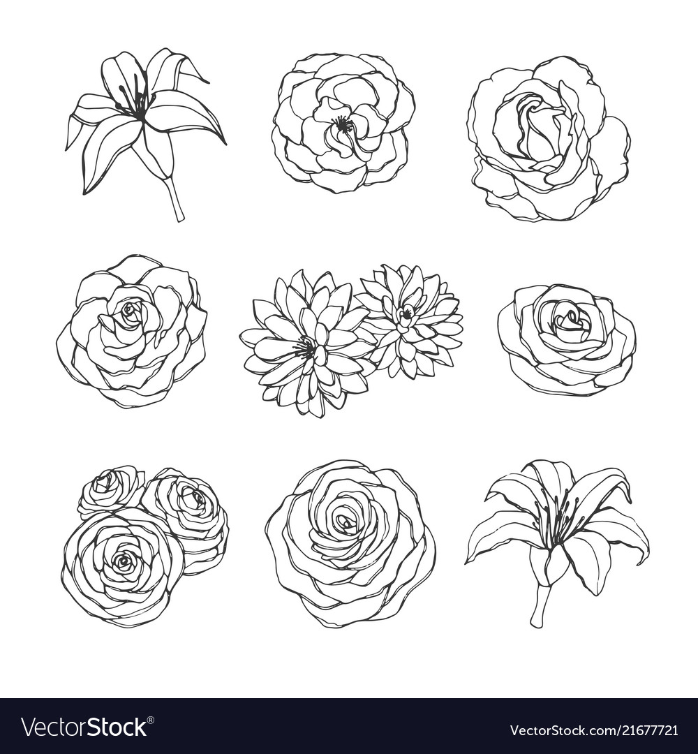 Set Rose Lily Peony And Chrysanthemum Flowers Vector Image