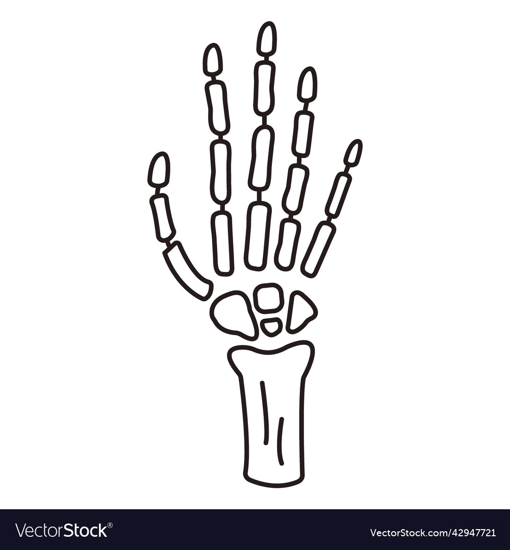 Skeleton hand stroke high quality Royalty Free Vector Image Skeleton hand stroke high quality Royalty Free Vector Image