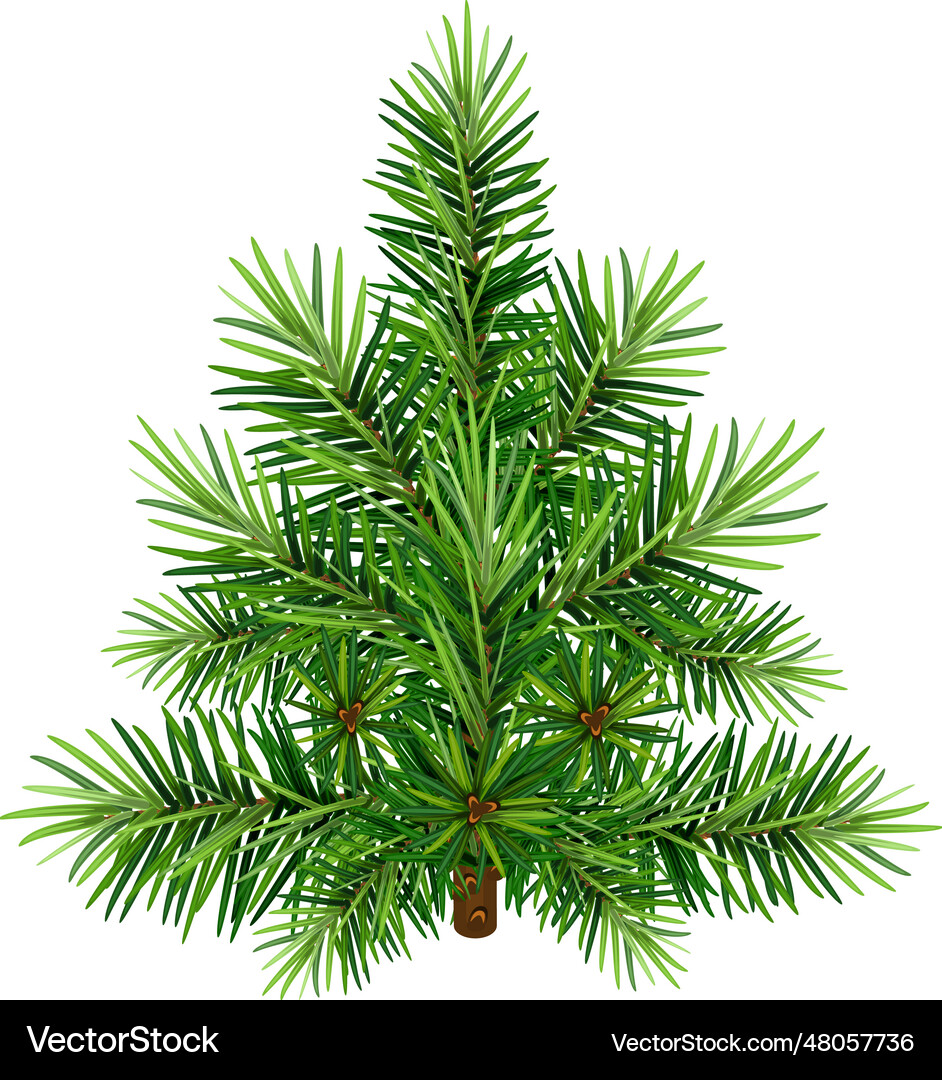 Green christmas pine tree Royalty Free Vector Image