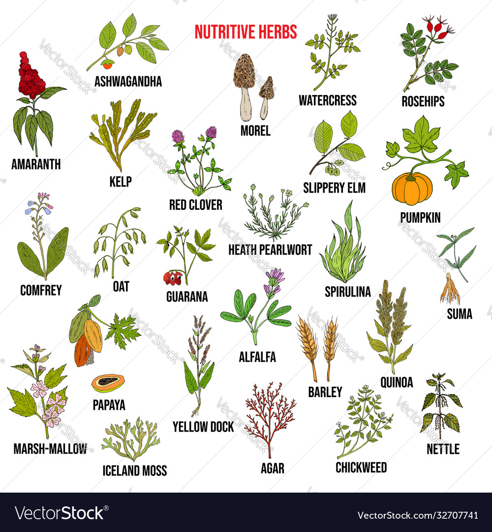 Best nutritive herbs set Royalty Free Vector Image
