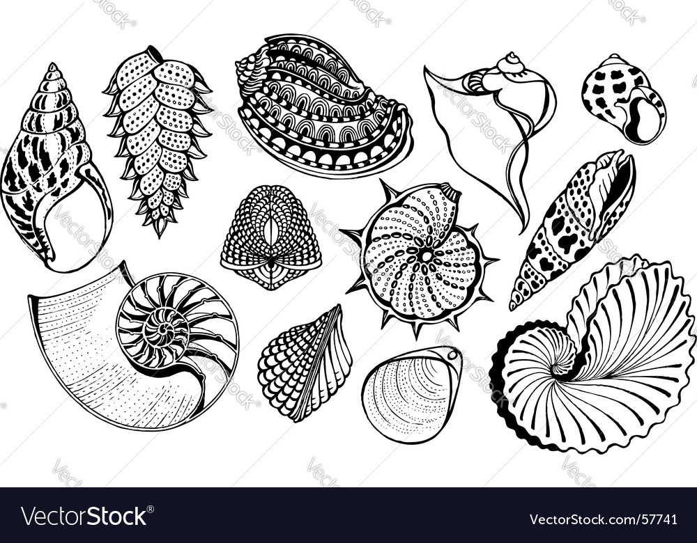 Sea shells Royalty Free Vector Image - VectorStock
