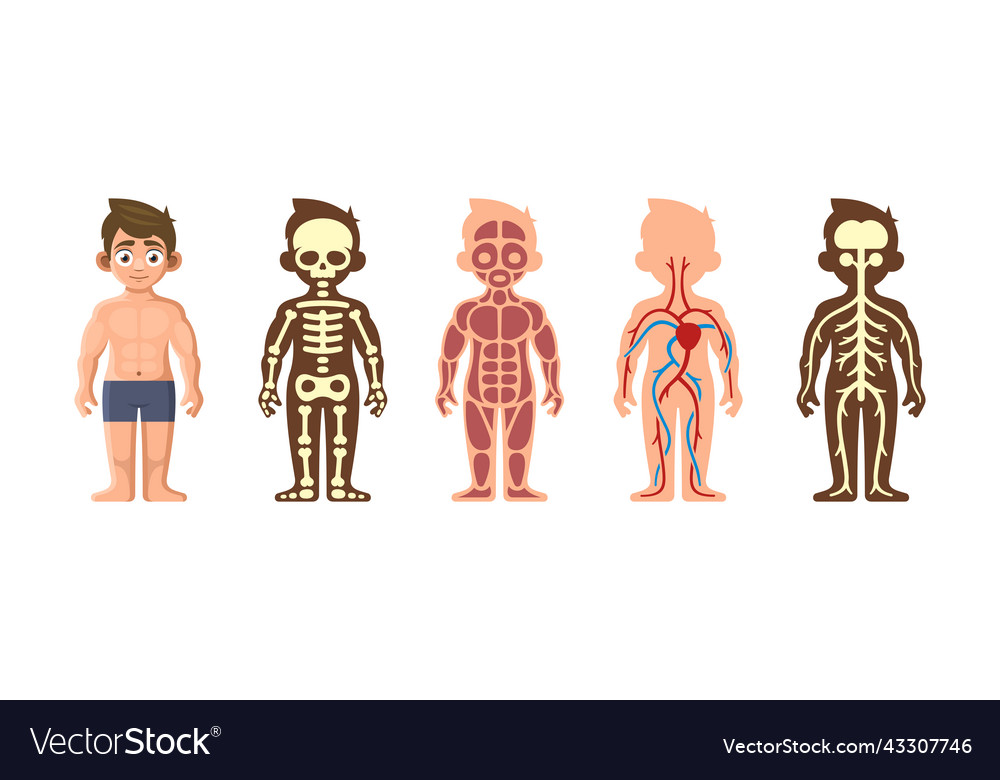 Human body anatomy set on white background Vector Image