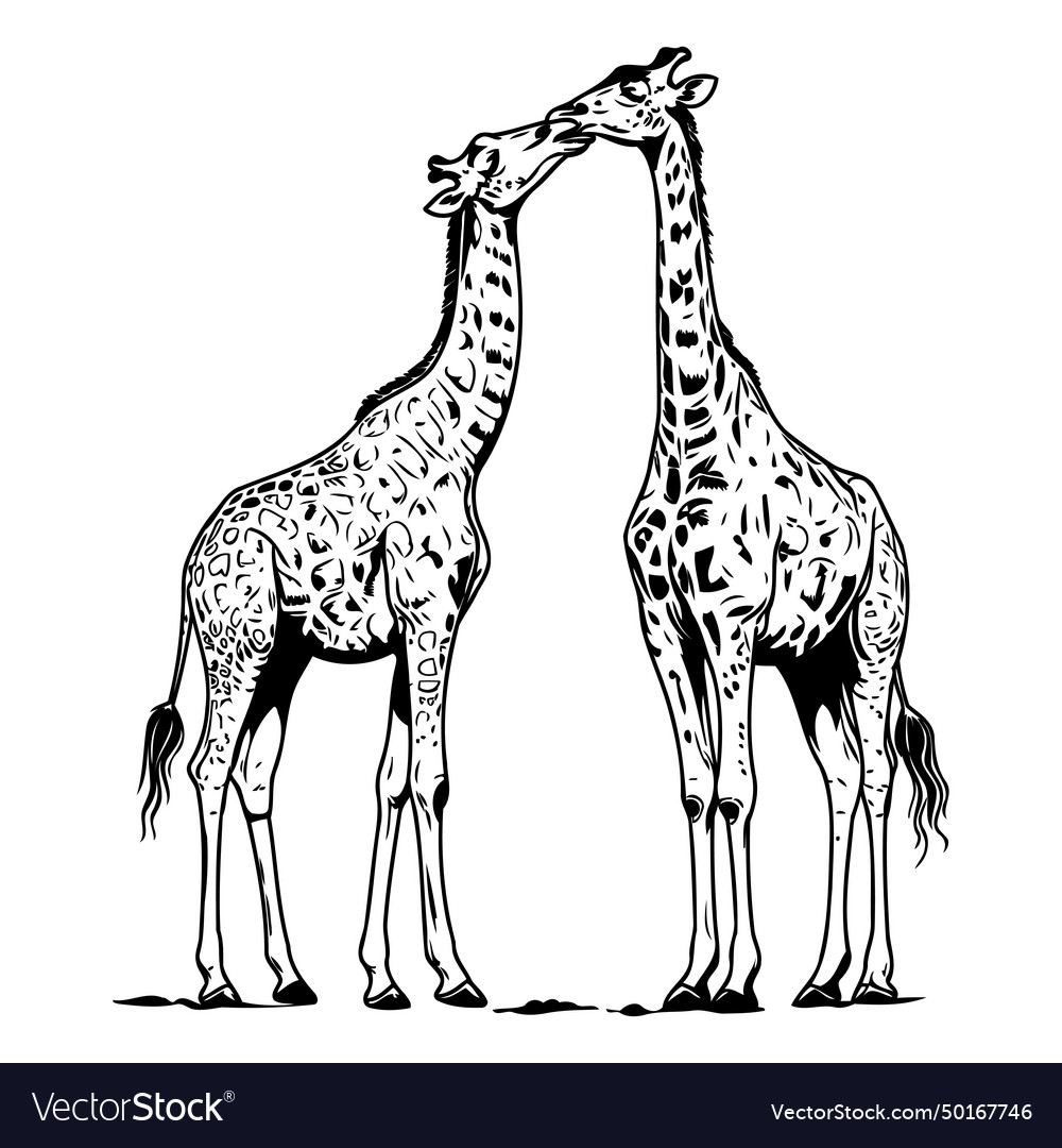 Two giraffes Royalty Free Vector Image - VectorStock