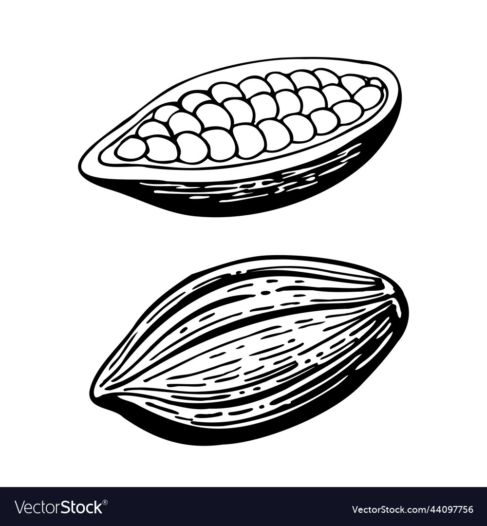 Cocoa pods beans