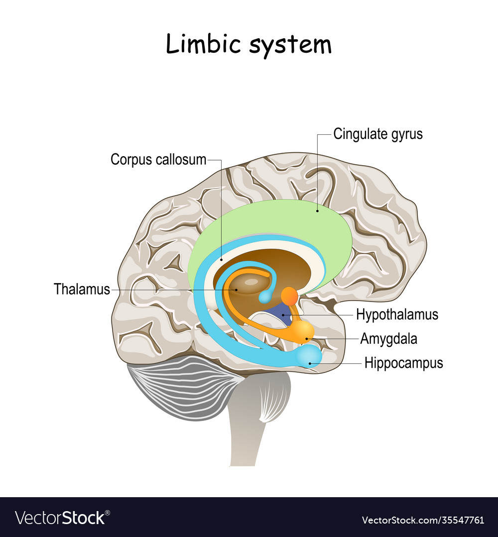 Limbic4 Royalty Free Vector Image - VectorStock