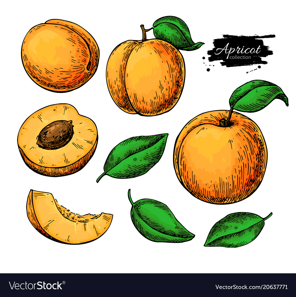 Apricot drawing set hand drawn fruit Royalty Free Vector