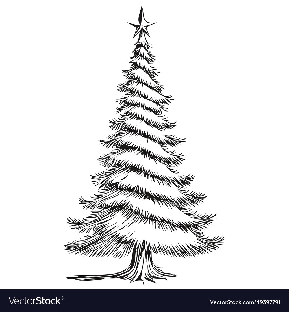 Christmas Tree Poster Sketch Detailed Display Vector Image