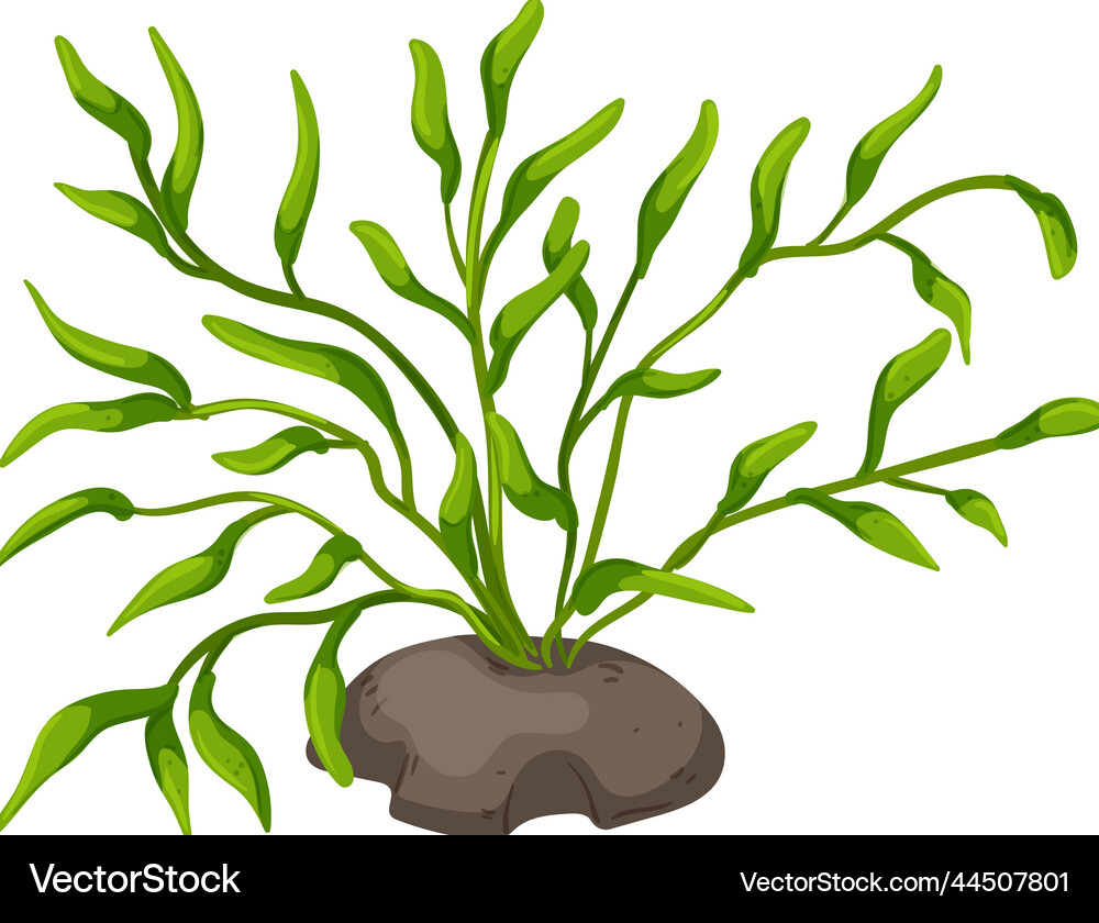Fish aquarium plant cartoon Royalty Free Vector Image