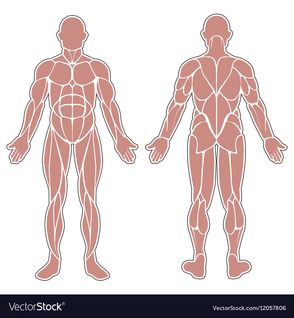 Human body Royalty Free Vector Image - VectorStock