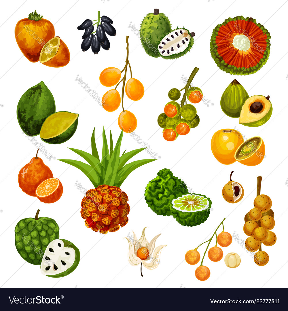 Exotic tropical fruits icons Royalty Free Vector Image