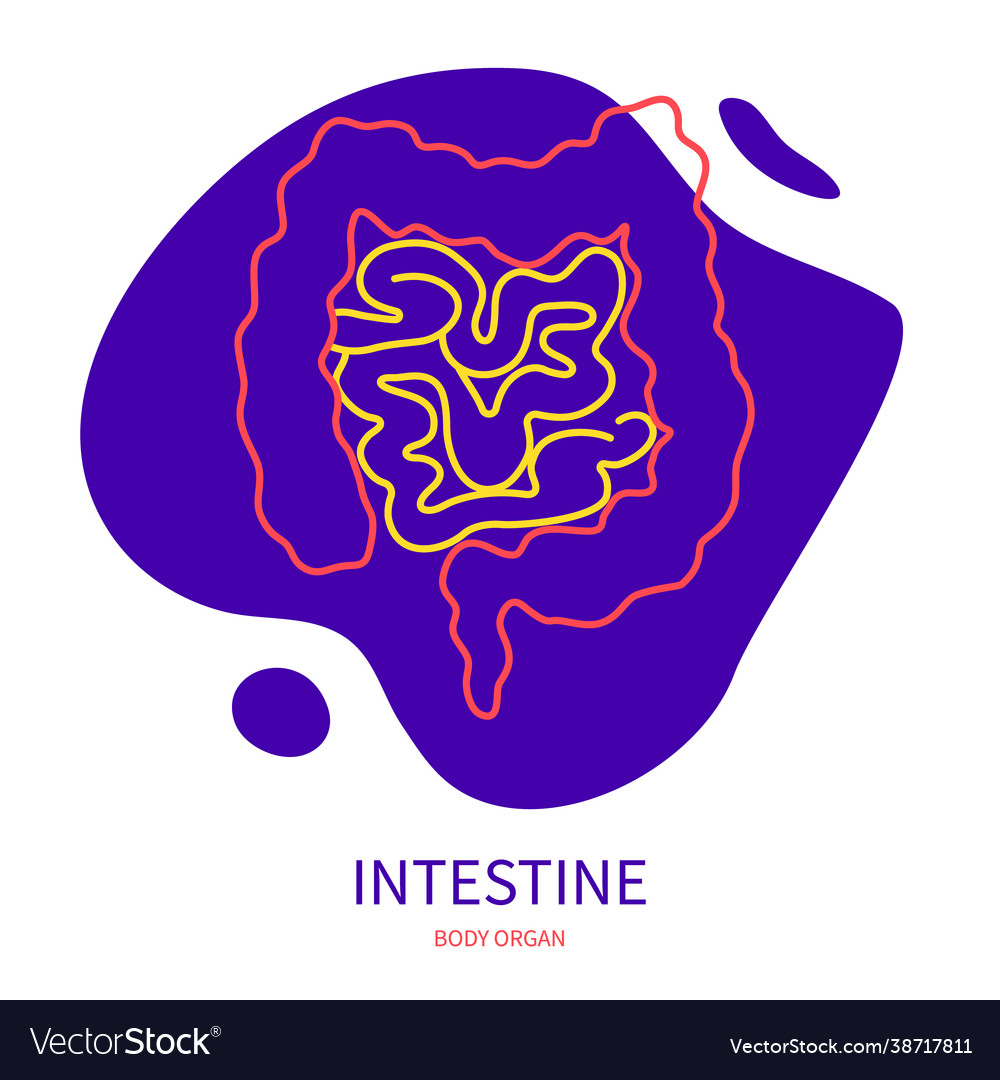 Large and small intestine body organ outline icon