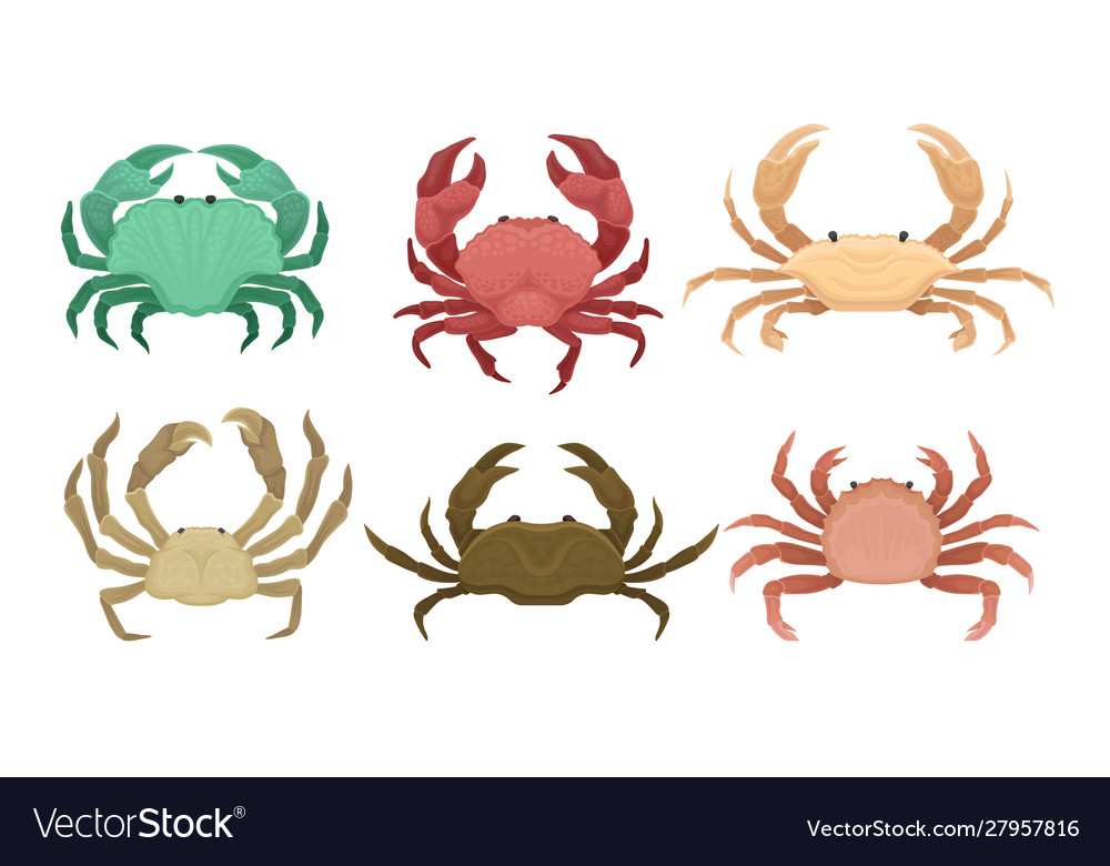 Bundle different types crabs set vector image Bundle different types crabs set