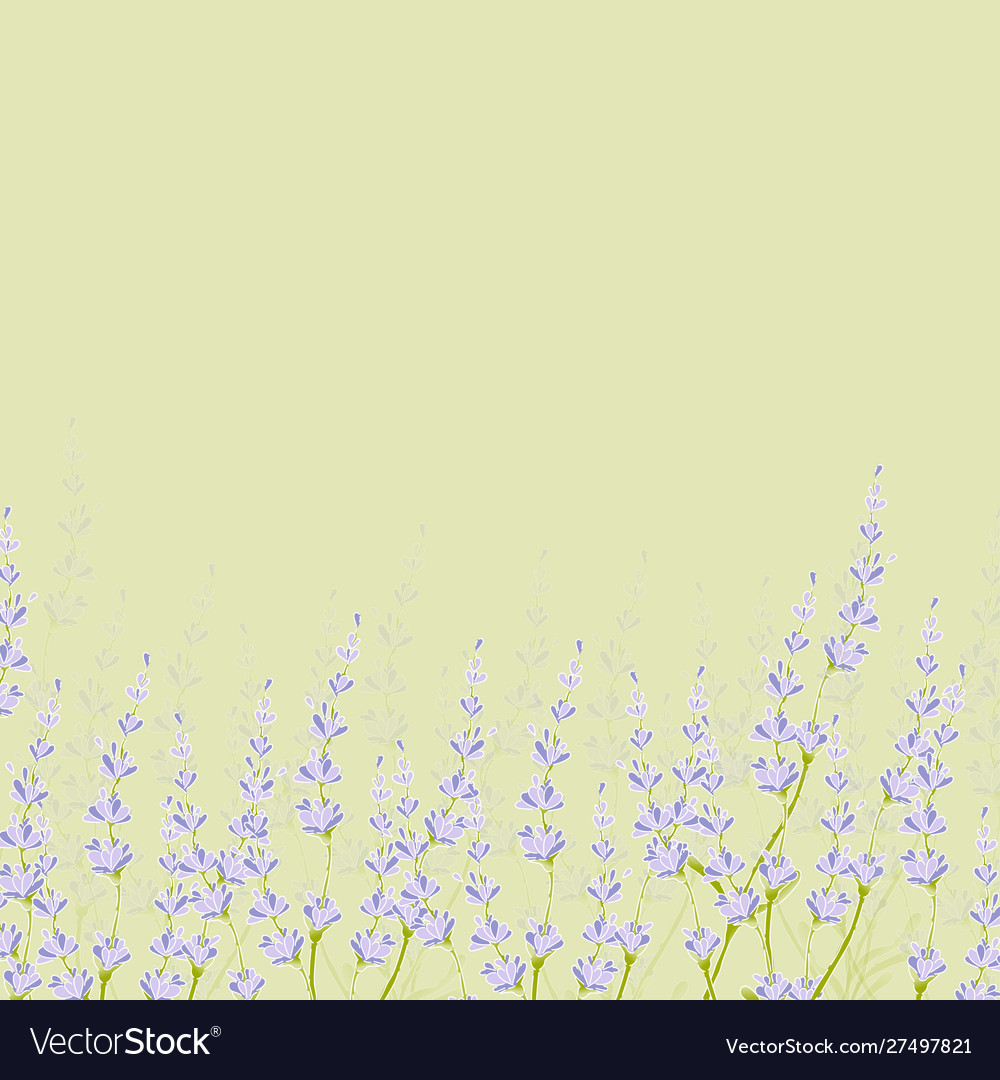 Lavender flower bouguet background