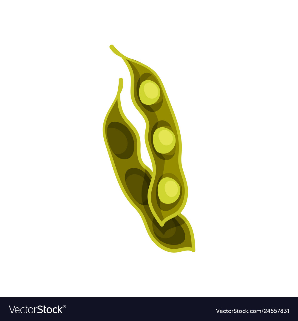 Soybean Pod - Flat Vector Art