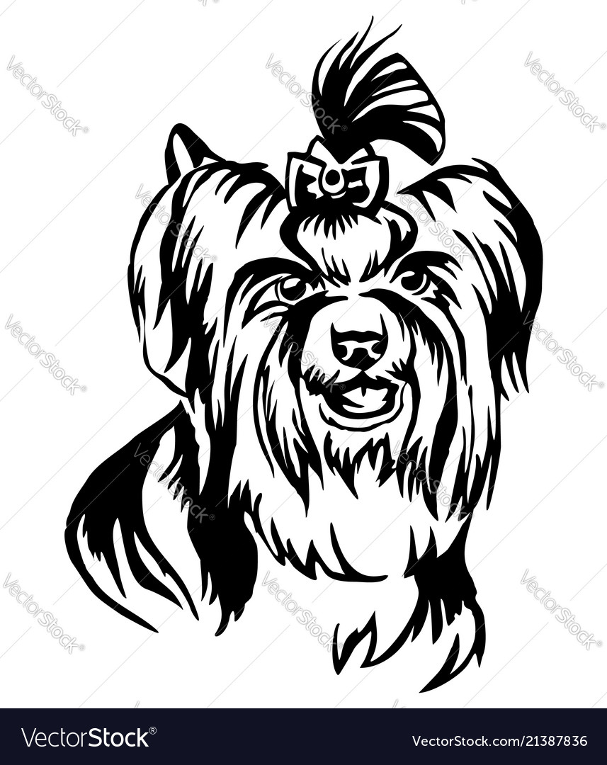 Elegant Biewer Terrier Portrait