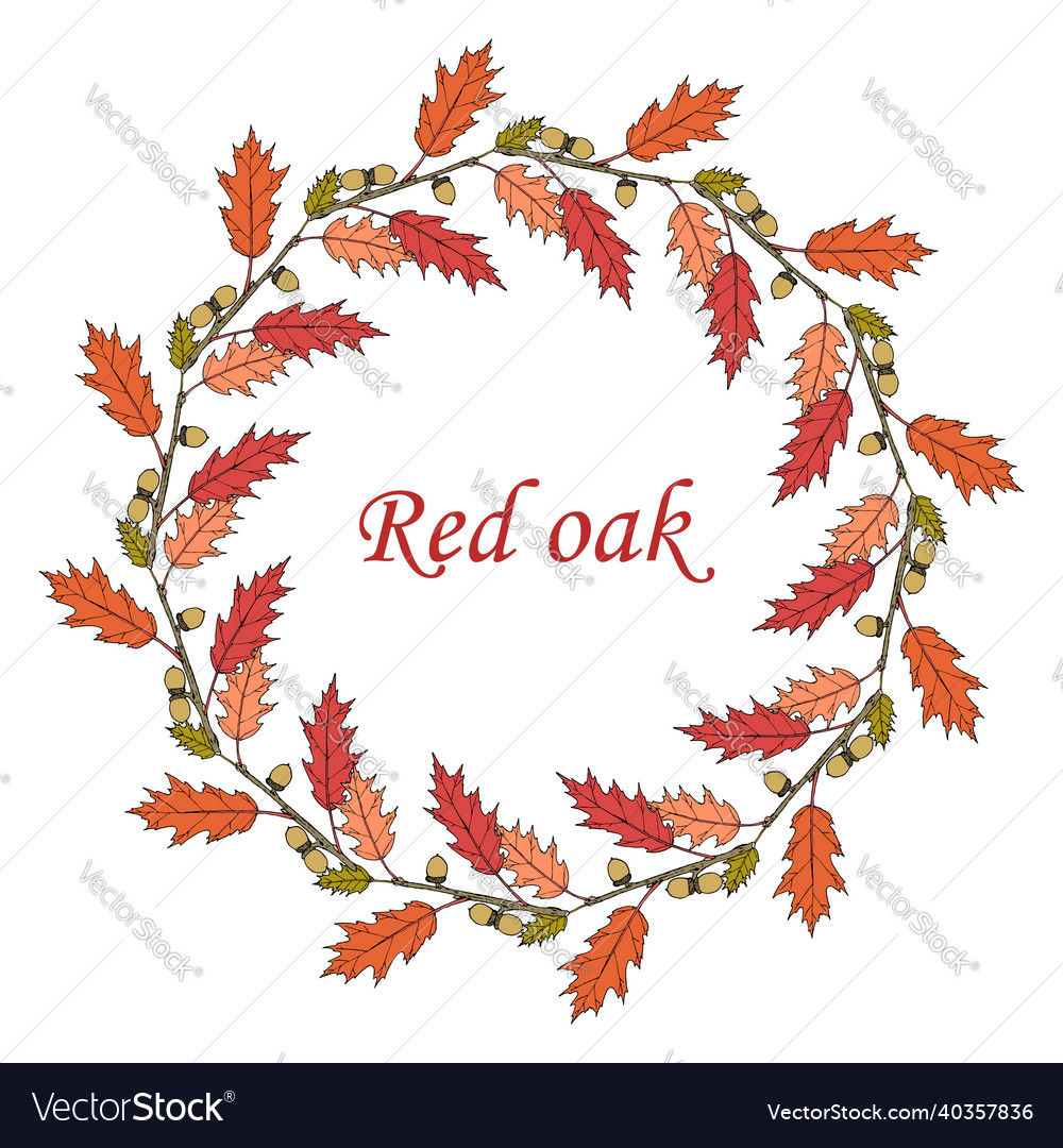 Floral wreath northern red oak quercus rubra