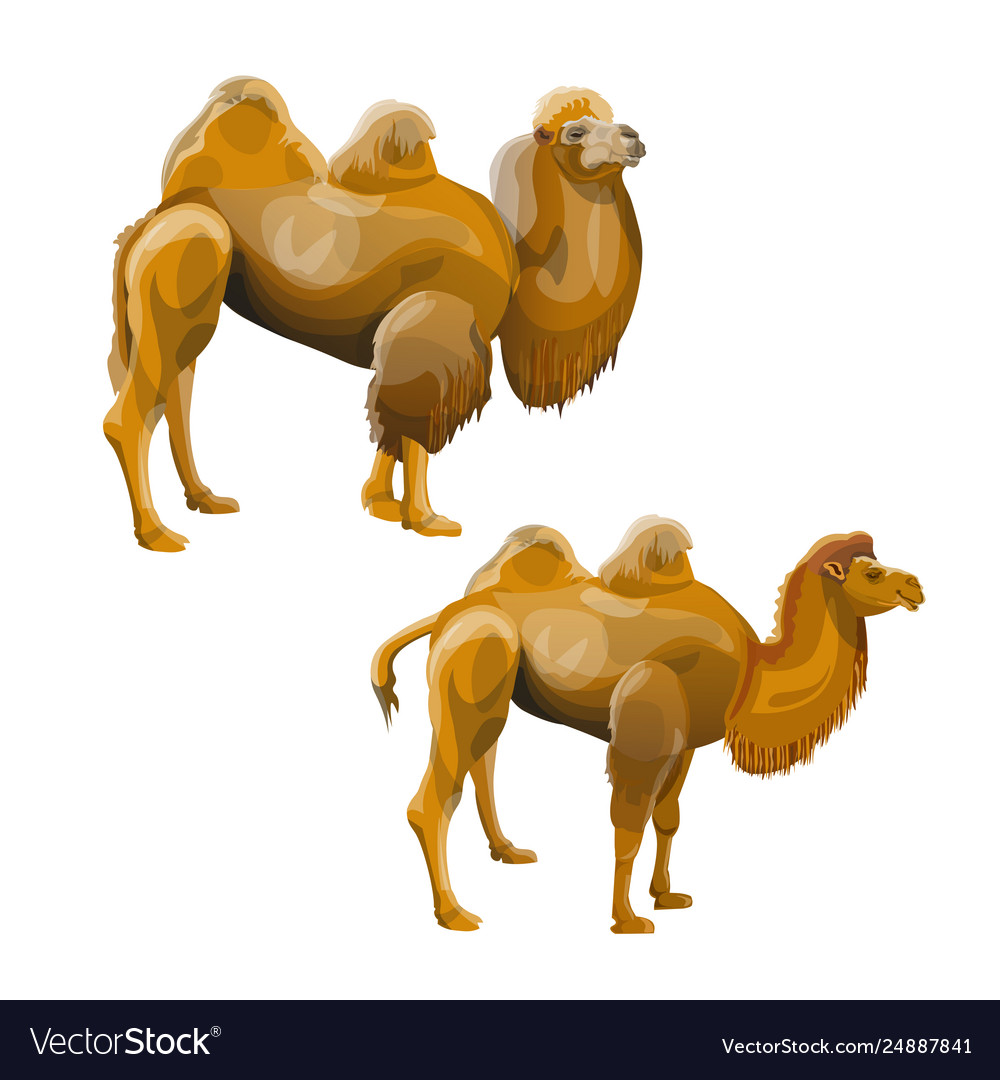 Bactrian camel set Royalty Free Vector Image - VectorStock