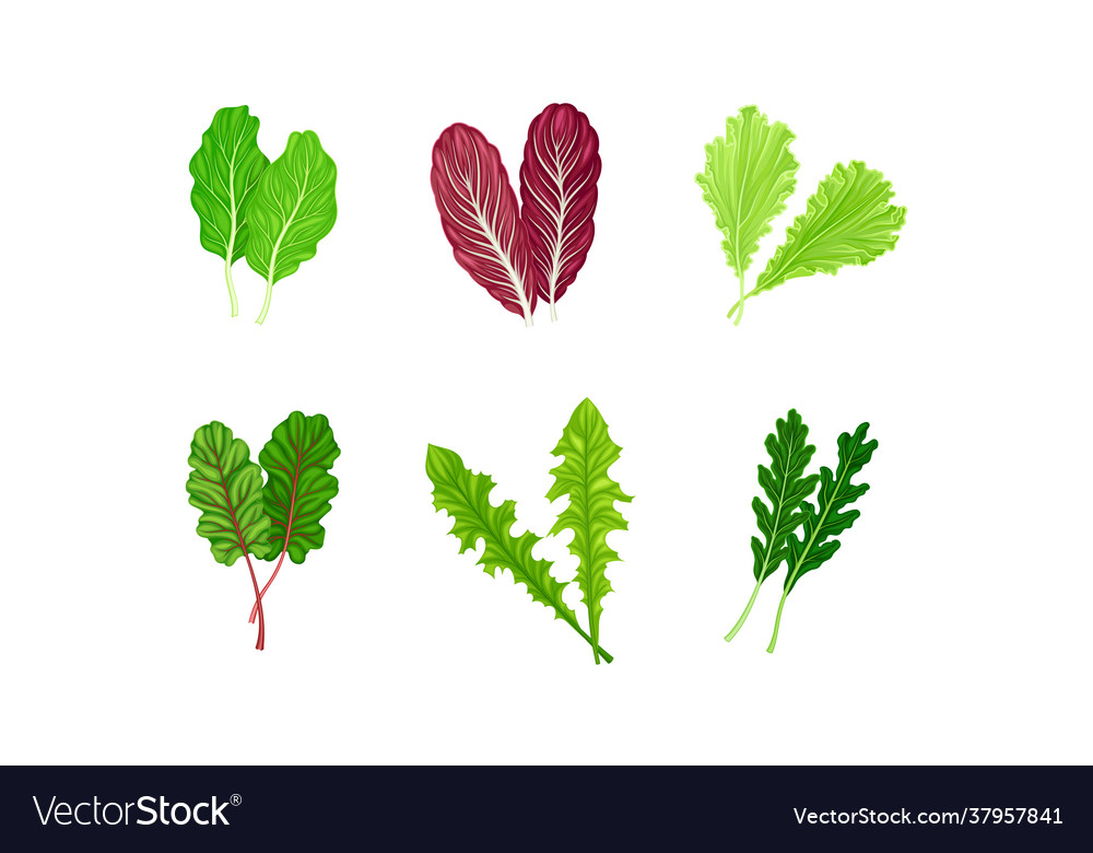 Salad Leaves With Curly Frisee And Lettuce Vector Image