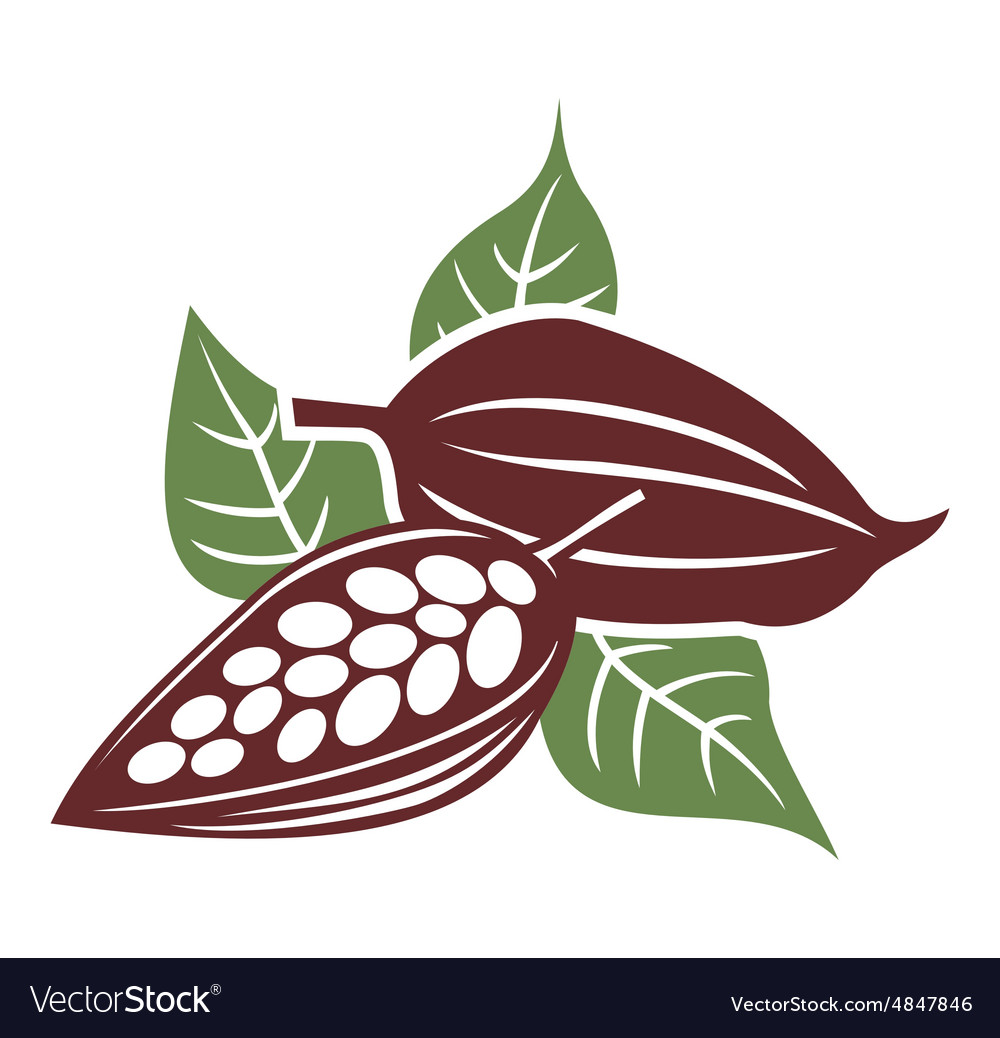 Cocoa Bean Close-Up