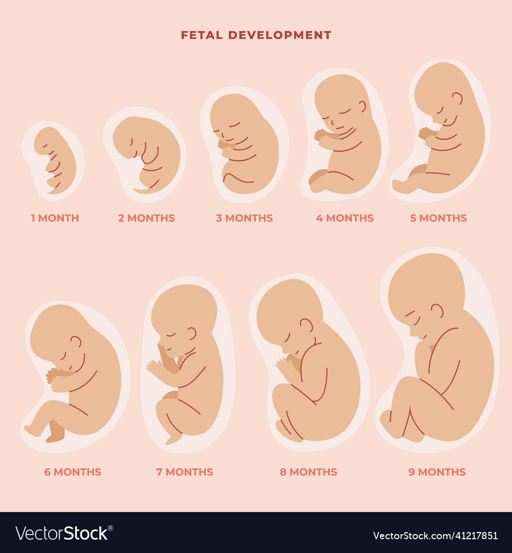 Hand drawn fetal development set Royalty Free Vector Image