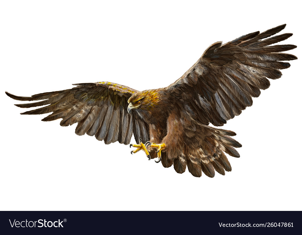 Golden Eagle Flying On White