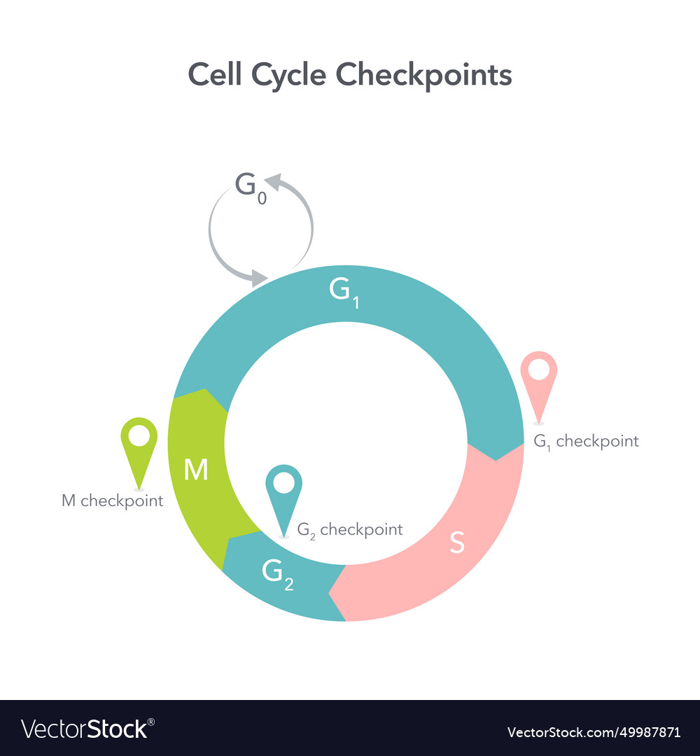 Cell cycle checkpoints Vector Image Cell cycle checkpoints