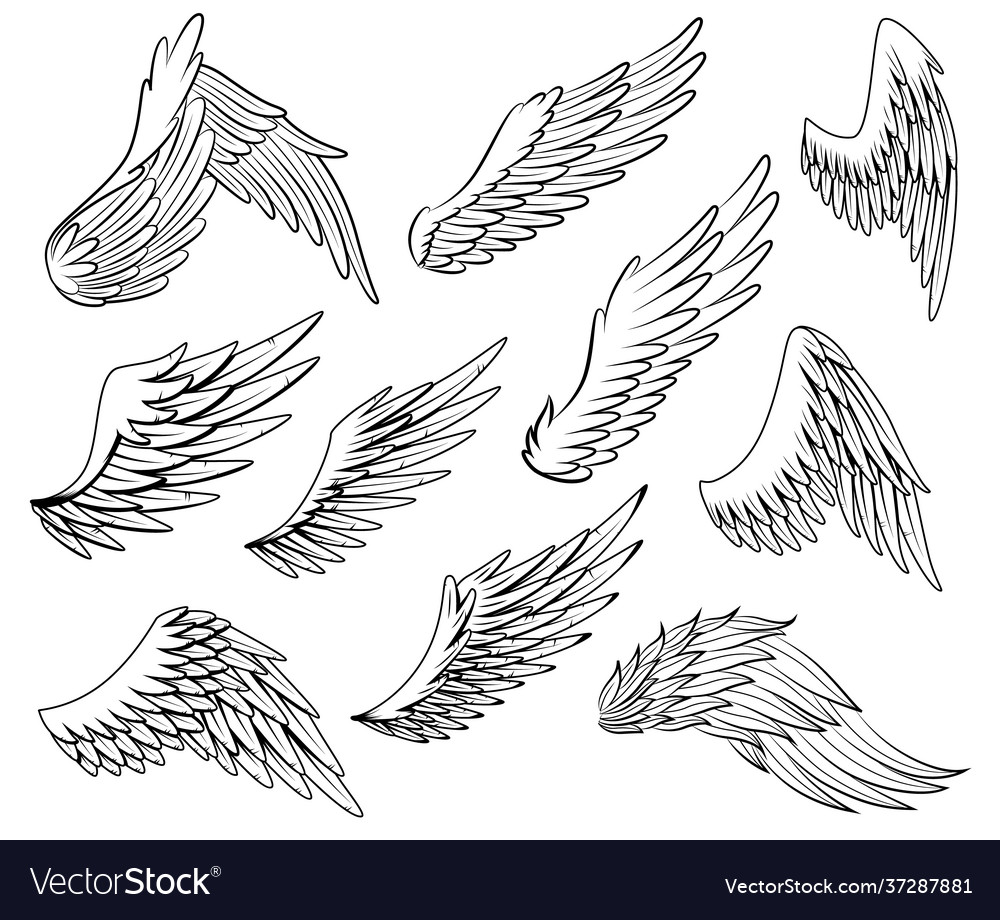 Collection vintage heraldic wings sketch