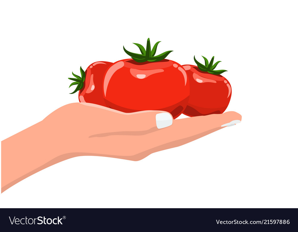 Handhaltende frische und organische pflanzliche Tomaten