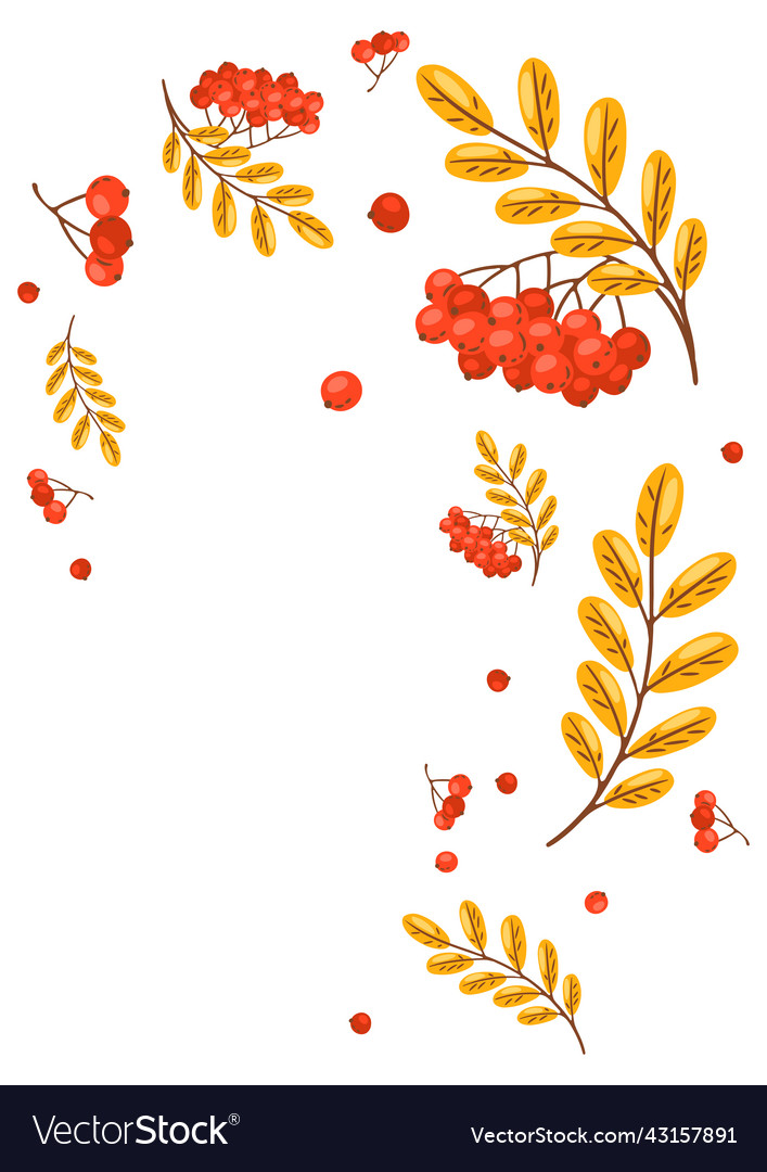 Background from rowan sprigs with berries image