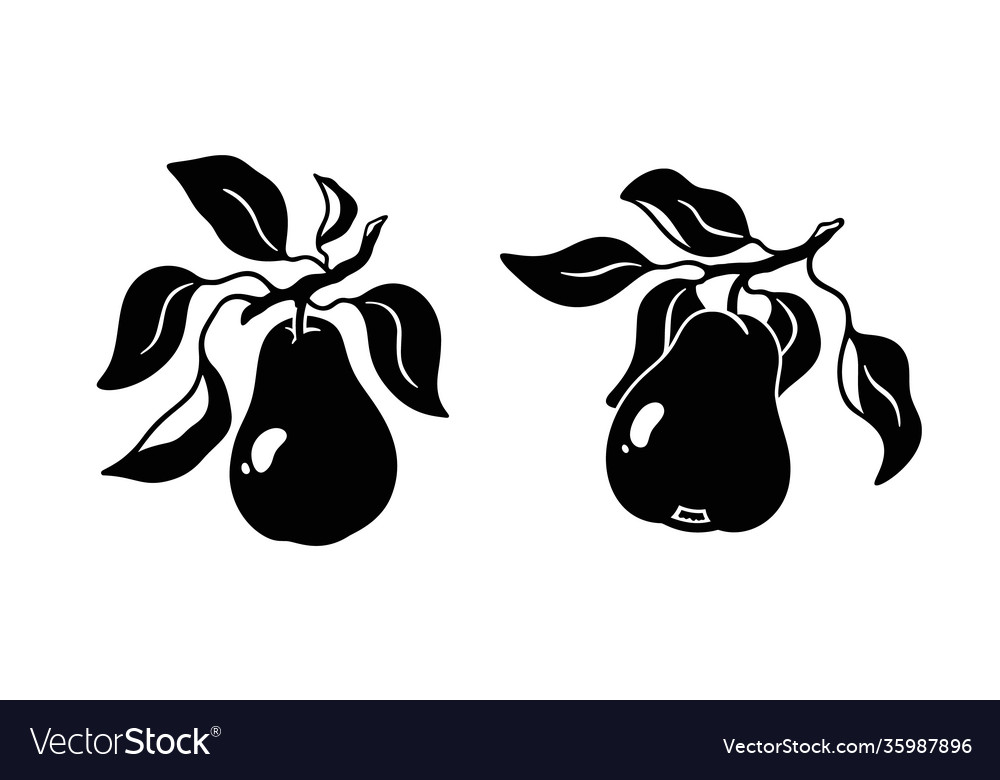 Pear on branch with leaves set two sketch Vector Image Pear on branch with leaves set two sketch