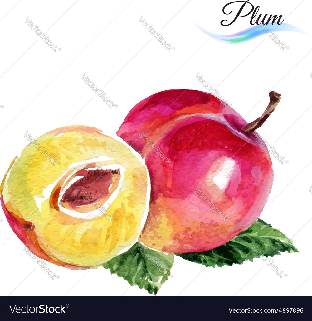 Plum