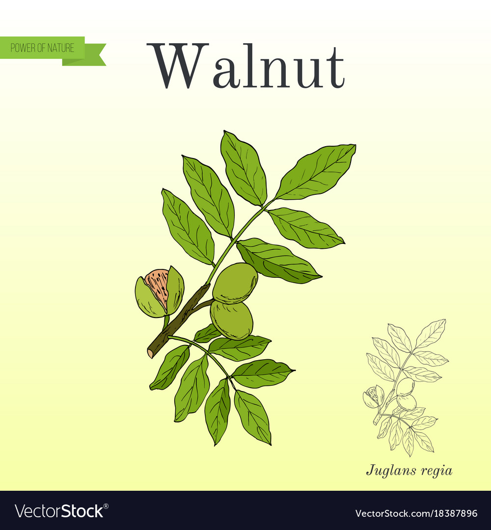 Walnut branch juglans regia